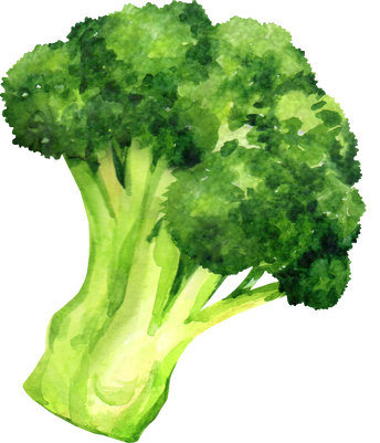 Broccoli watercolor