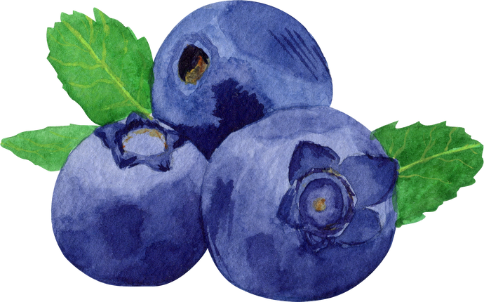 Watercolor blueberry illustration