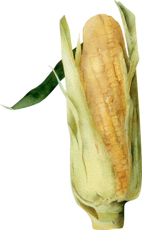Corn watercolor illustration. Yellow vegetables, food